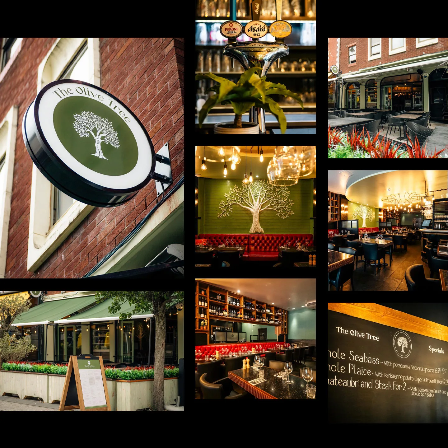Olive Tree Southampton